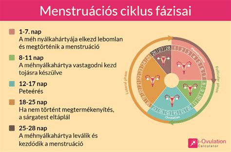 Ovulációs Kalkulátor A Legtermékenyebb Napok Kiszámításához